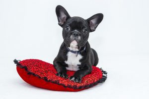 baby Bulldog on red pillow