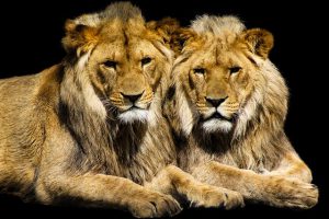 lion couple