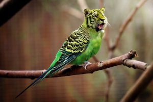 parakeet with tiger head