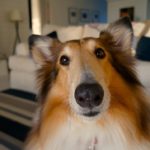 dog face