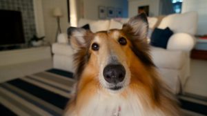 dog face