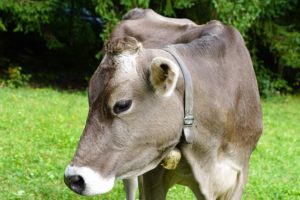 cow for bone marrow broth